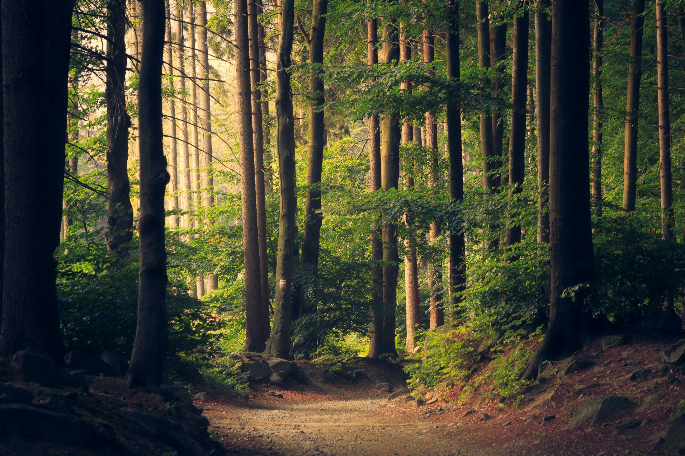 Looking upward through a dense forest canopy